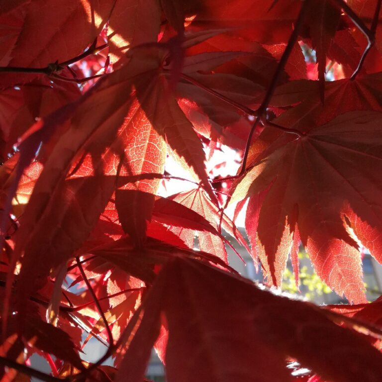見證神奇
